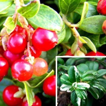 vaccinium vitis idaea albovariegata