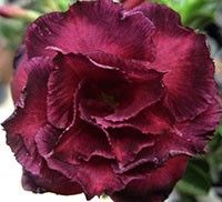 adenium obesum "moung mongkol"