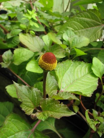 spilanthes oleracea,acmella