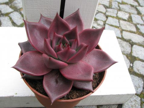 echeveria "taurus"