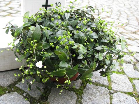 tradescantia multiflora "bridal veil"