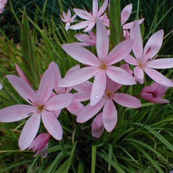 schizostylis cocinea "mrs.hegarty"