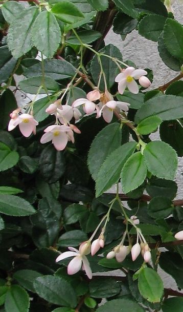 begonia fuchsioides rose