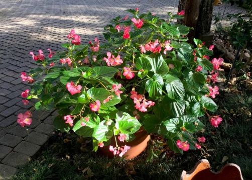 begonia "dragon wings"