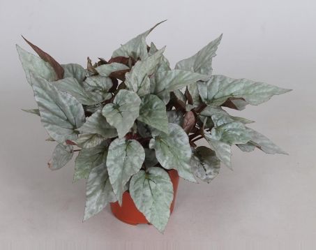 begonia rex "bogota"