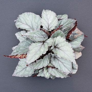 begonia "bolero"