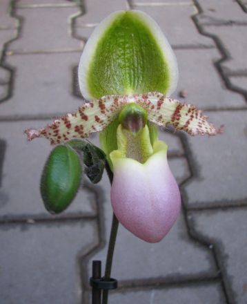 paphiopedilum "pinocchio"