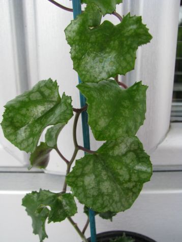 senecio bryoniifolius