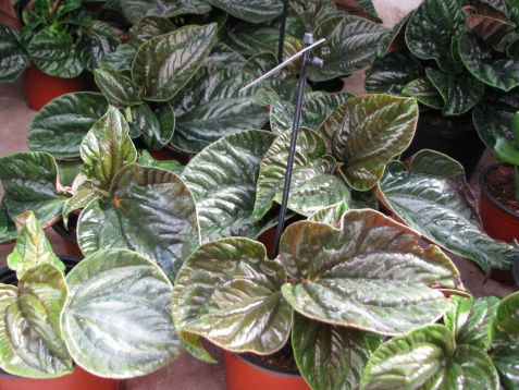 peperomia "equador"