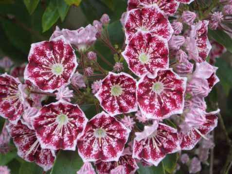 Kalmia latifolia "kaleidoscope"