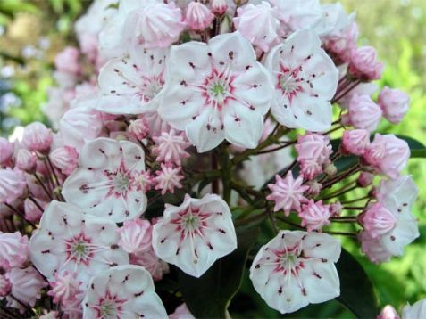 kalmia latifolia "zebulon"