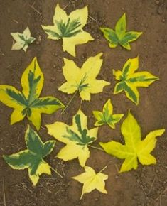 liquidambar styraciflua "golden treasure" - ambroň západní