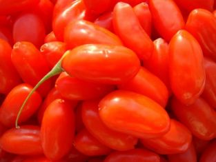 goji, lycium chinense