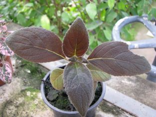 kohleria "dark velvet"