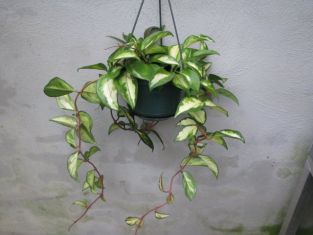 hoya carnosa "tricolor"