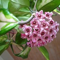 hoya carnosa "tricolor"