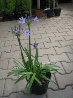 agapanthus "triumphator"