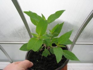 salvia elegans "scarlet pineapple" šalvěj ananasová