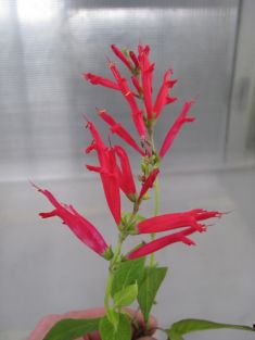 salvia elegans "scarlet pineapple" šalvěj ananasová květ