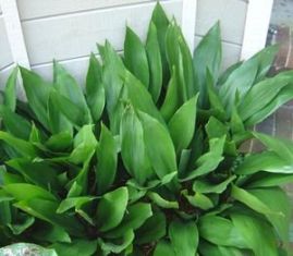 Aspidistra elatior