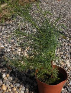 cryptomeria japonica "elegans"