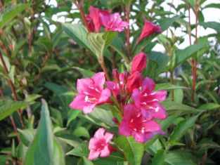 weigelia florida "gustave malet" - vajgélie