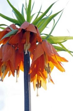 Fritillaria imperialis "rubra" - řebčík královský - 1 kus
