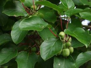 actinidia arguta "geneva"