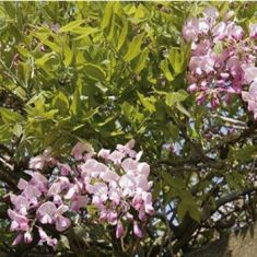 wisteria floribunda "hon beni" - vistárie