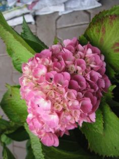 hydrangea macrophylla " forever&ever ® " pink "