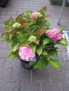 hydrangea macrophylla " forever&ever ® " pink " - hortenzie