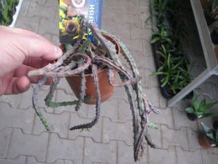 stapelia - smrdutka