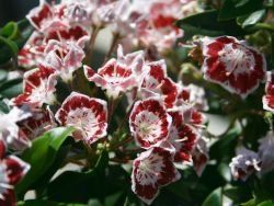 kalmia latifolia "minuet"