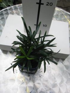 podocarpus nivalis