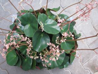 begonia x erythrophylla "beefsteak"