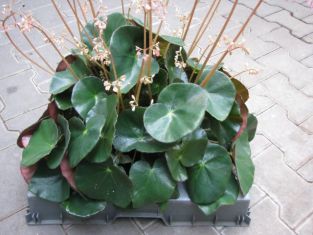 begonia x erythrophylla "beefsteak" - begonie listová