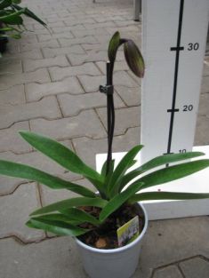 paphiopedilum "king arthur"