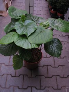 ficus umbellata - srdčitý fíkus