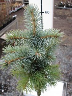 picea pungens "globosa" - smrk stříbrný , roub. kmínek