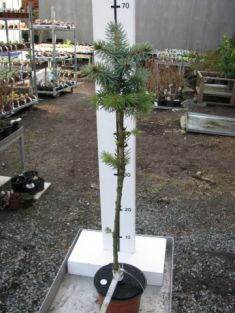 picea pungens "globosa"