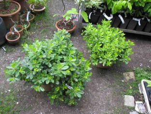 pittosporum tobira