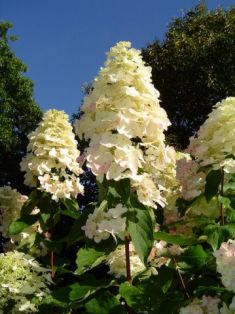 hydrangea paniculata "unique" - hortenzie latnatá