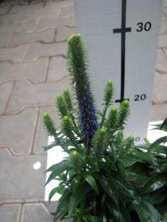 veronica "dwarf blue" - rozrazil klasnatý , veronika