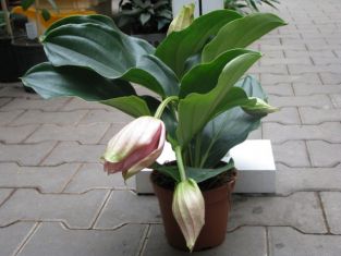 medinilla magn. "piccolini"