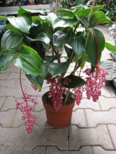 Medinilla magnifica "new purple"