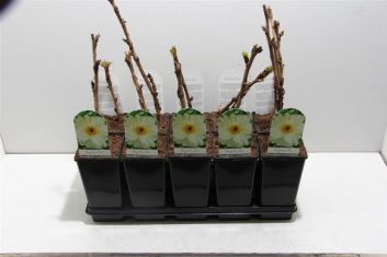 Paeonia suffruticosa "feng dan bai"