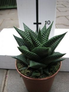 haworthia limifolia