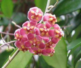 Hoya kentiana