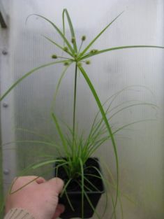 cyperus zumula