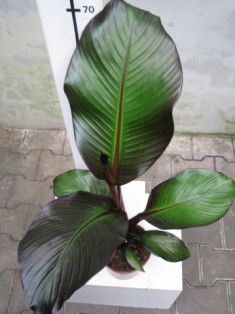 ensete ventricosum "maurelii"